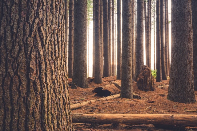 wood